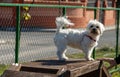 Smiling poodle dog sitting on a chair in the park Royalty Free Stock Photo