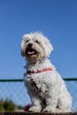 Smiling poodle dog sitting on a chair in the park Royalty Free Stock Photo