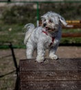 Smiling poodle dog sitting on a chair in the park Royalty Free Stock Photo