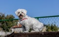 Smiling poodle dog sitting on a chair in the park Royalty Free Stock Photo