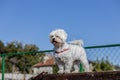 Smiling poodle dog sitting on a chair in the park Royalty Free Stock Photo