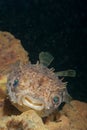 Smiling porcupinefish