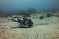 Smiling Port Jackson shark Royalty Free Stock Photo