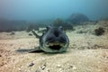 Smiling Port Jackson shark Royalty Free Stock Photo