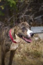 Smiling portrait of a brindle dog Royalty Free Stock Photo