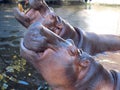 Smiling portrait of a large adult male hippo