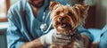 Smiling positive male veterinarian examining a dog in a veterinary clinic. Doctor examines a cute Yorkshire terrier Royalty Free Stock Photo