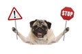 Smiling pug dog holding up red stop and exclamation mark sign