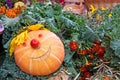 Smiling pumpkin on a harvest festival