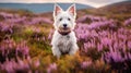 Smiling puppy dog, sitting amongst heather hill in sunshine, generated AI Royalty Free Stock Photo