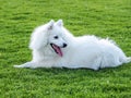 Smiling Japanese Spitz dog on green grass