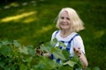 Smiling retired woman pruning black currant leaves on her garden yard