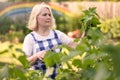 Smiling retired woman pruning black currant leaves on her garden yard