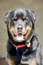 Smiling Rottweiler head shot Royalty Free Stock Photo