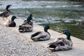 Smiling Row of Ducks