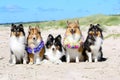 smiling sable white and tricolor shetland sheepdog celebrating midsummer