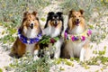 smiling sable white and tricolor shetland sheepdog celebrating midsummer