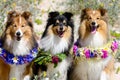 smiling sable white and tricolor shetland sheepdog celebrating midsummer