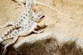 Smiling sand lizard crawling on the stone and looking on you with a smile jaws Royalty Free Stock Photo