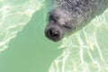 A smiling sea lion is dreaming in the water during the day. Marine mammal is swimming in the water Royalty Free Stock Photo