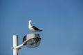 A smiling seagull perched atop a lamp post