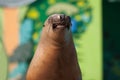 Smiling seal