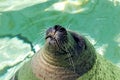 Smiling seal enjoying the sun