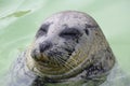 Smiling seal is happy Royalty Free Stock Photo