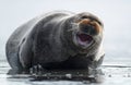 Smiling seal. Seal with open mouth. Closeup, front view.