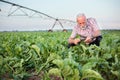 Smiling senior agronomist or farmer examining sugar beet or soybean leaves with magnifying glass