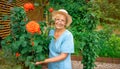 Smiling senior lady with glasses and a hat stands near a rose bush in a garden with raised beds. Portrait of a woman gardener on a Royalty Free Stock Photo