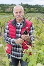 Smiling senior wine-grower shows grapes cluster Royalty Free Stock Photo