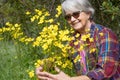 Smiling senior woman hugs a group of yellow flowers in full bloom in the woods Royalty Free Stock Photo