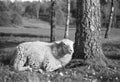 Smiling sheep relaxing in the sun - shot with analogue film.