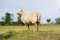 Smiling sheep standing at sunlight. Summertime in Farmland. Wild animals - sheep portrait. Farmland View of a Woolly Royalty Free Stock Photo