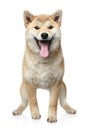 Smiling Shiba inu dog