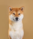 Smiling Shiba inu dog Royalty Free Stock Photo