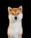 Smiling Shiba inu dog portrait Royalty Free Stock Photo
