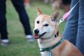 Smiling Shiba Japanese dog standing on the floor