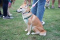 Smiling Shiba Japanese dog standing on the floor