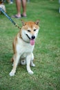 Smiling Shiba Japanese dog standing on the floor