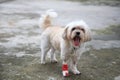 Smiling Shih Tzu dog leg wrapped by splint and red bandage