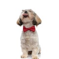 Smiling Shih Tzu puppy panting with eyes closed, wearing bowtie