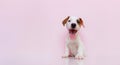 Smiling and show tongue Jack Russel terrier dog. on white background. Studio shot for advertising pet food Royalty Free Stock Photo
