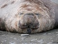 Smiling, sleeping male elephant seal Royalty Free Stock Photo
