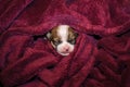 Smiling small chihuahua puppy wrapped in a blanket