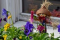 Smiling scarecrow in a window box of yellow and purple pansies. Royalty Free Stock Photo