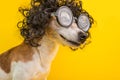 Smiling Smart professor nerd dog portrait in black curly wig and glasses. Funny pet. Yellow background