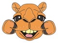 Smiling snout of camel