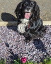 Smiling sprocker spaniel Royalty Free Stock Photo